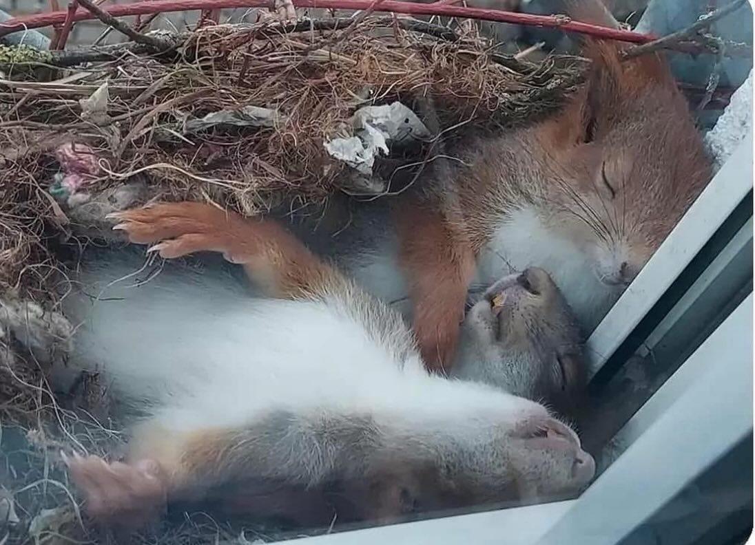 Wholesome Side of 𝕏 tweet media