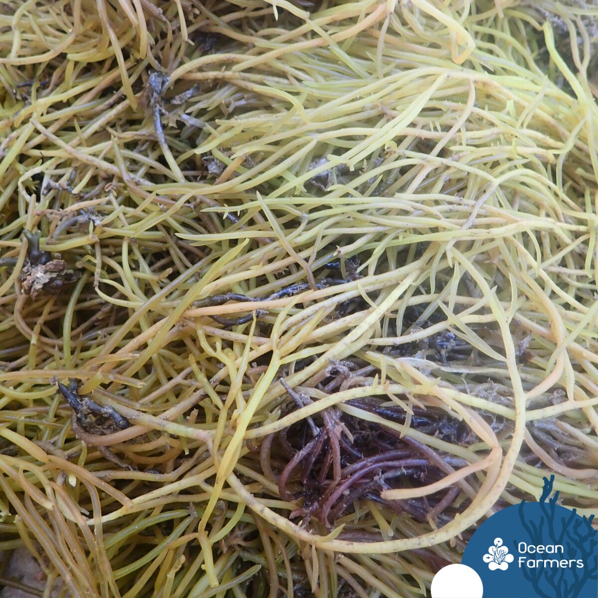 OceanFarmers's tweet photo. Mission MOROMBE 🌊Programme OCEAN :
Etude des opportunités de  culture d’algues 🌿 dans la région de Morombe. 

Des espèces d’intérêt ont  été identifiées — Solieria et Caulerpa — et mises en culture sur des  lignes tests.

#ocean #SeaweedFarming https://t.co/c6tjy9IpPa