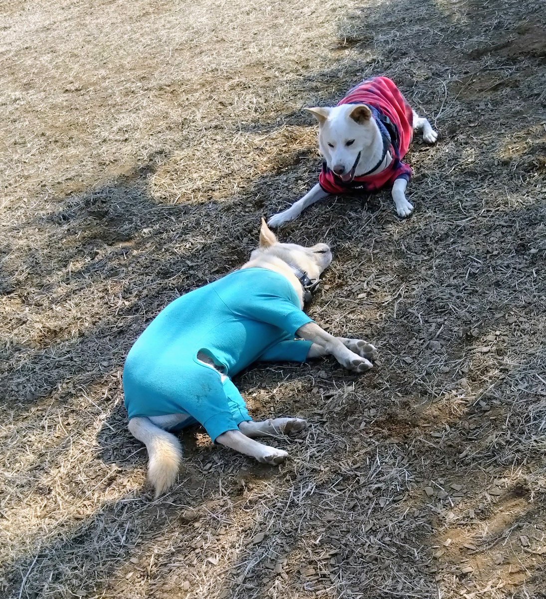 み～んな保護犬🩷
オフ会での楽しい1日でした🩵🩵
