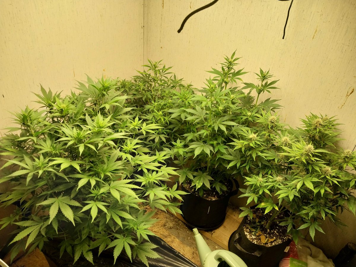 Fish Grows Weed tweet media