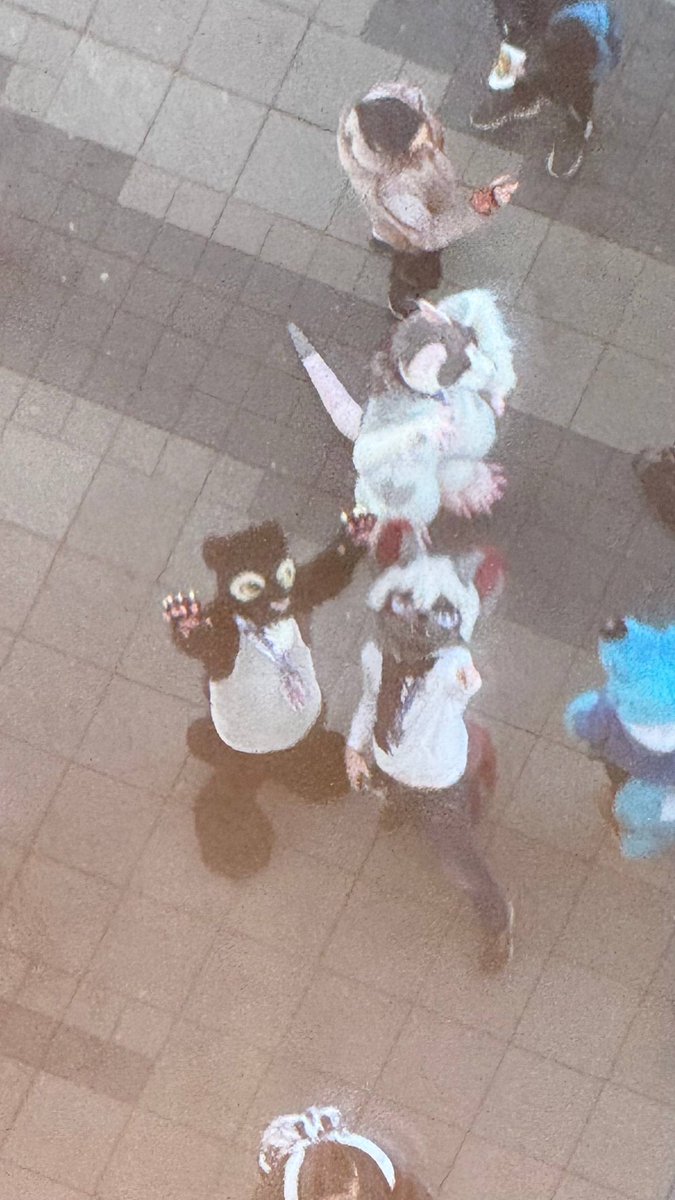 Shads NFC 🇸🇪 Twitch cat tweet media