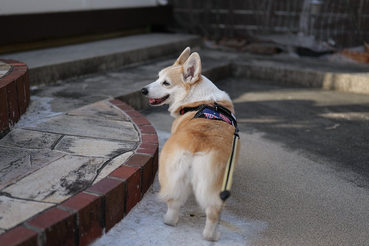 今日の雫のお散歩の様子を♪ ご近所の雫と仲良しコギ友と一緒に
