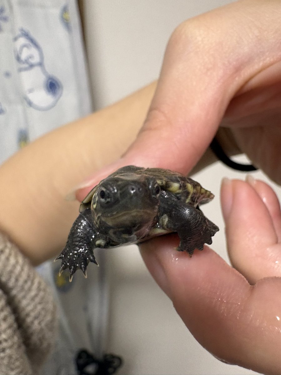 サキ🐱🦎🐍🐸🐢 tweet media