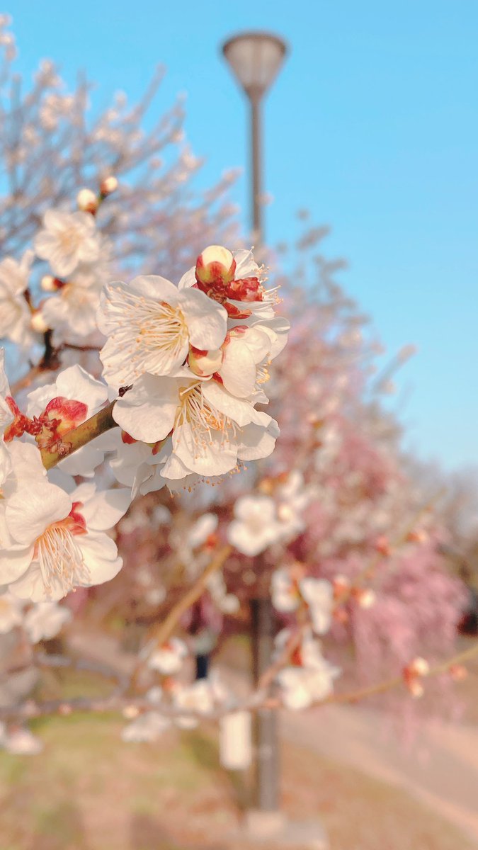 陽気に誘われて近所の梅の名所にでかけたら一年分のお散歩わんこに出会ってほっこり。