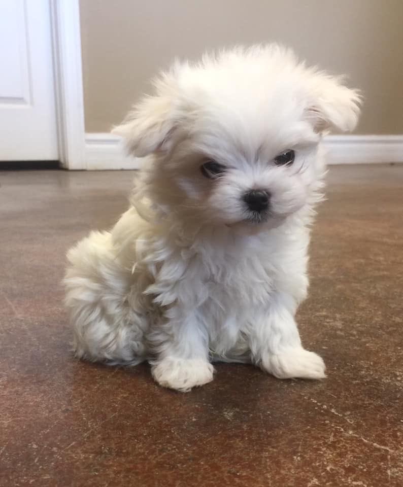 성찬 사용설명서 무슨 강아지성격적어둔거같음….. 이름은 성찬이고 재밋는사람좋아해요 업앤다운이 심할때도있으니놀라지마세요!
리액션이 가장중요해요 흥에 잘맞춰주세요