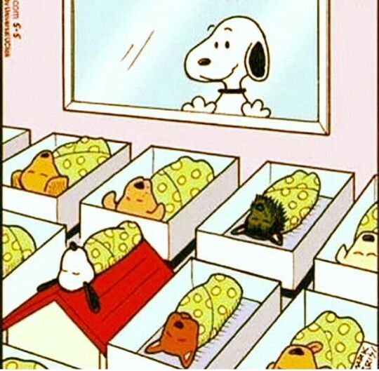 snoopy tweet media