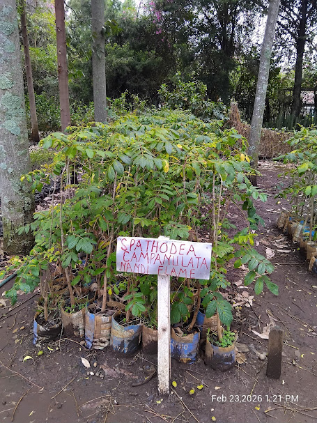 FOMAWA's tweet photo. The rains have arrived .The soil is ready,+ so are we. A full stock of healthy seedlings ready for immediate planting. Don't let this wet season go to waste.  School woodlots Corporate "Acres of Hope"Community restoration.Order your seedlings now: 📞 +254 116 052462 . https://t.co/0YaDjzryJM