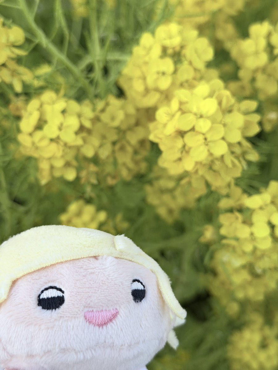 お花の妖精になった柴さん