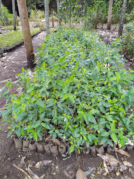 FOMAWA's tweet photo. The rains have arrived .The soil is ready,+ so are we. A full stock of healthy seedlings ready for immediate planting. Don't let this wet season go to waste.  School woodlots Corporate "Acres of Hope"Community restoration.Order your seedlings now: 📞 +254 116 052462 . https://t.co/0YaDjzryJM