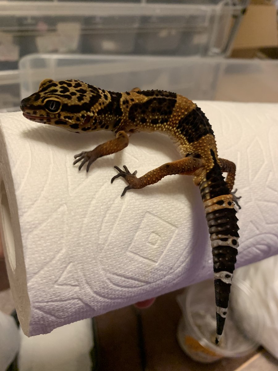 ベンジャミン('﹏*๑) べんじゃみん🍊３月１日近畿レプタイルズマーケット出展【大阪平野】🙌🏻 tweet media