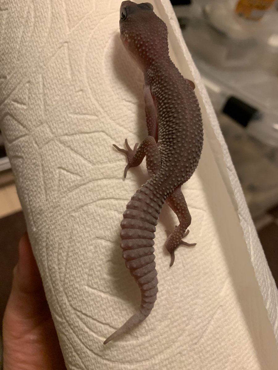 ベンジャミン('﹏*๑) べんじゃみん🍊３月１日近畿レプタイルズマーケット出展【大阪平野】🙌🏻 tweet media