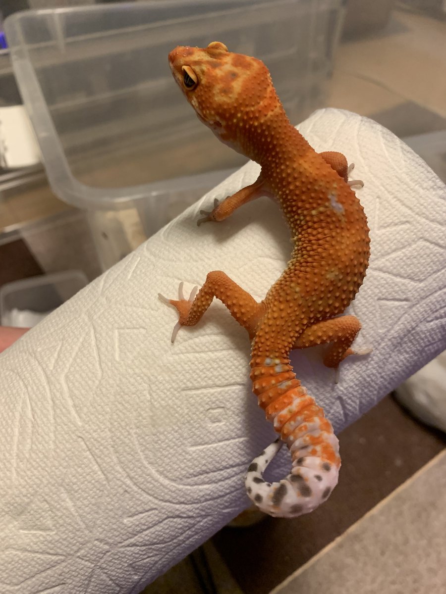 ベンジャミン('﹏*๑) べんじゃみん🍊３月１日近畿レプタイルズマーケット出展【大阪平野】🙌🏻 tweet media