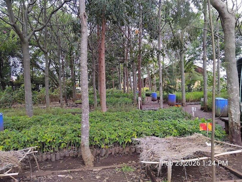 FOMAWA's tweet photo. The rains have arrived .The soil is ready,+ so are we. A full stock of healthy seedlings ready for immediate planting. Don't let this wet season go to waste.  School woodlots Corporate "Acres of Hope"Community restoration.Order your seedlings now: 📞 +254 116 052462 . https://t.co/0YaDjzryJM
