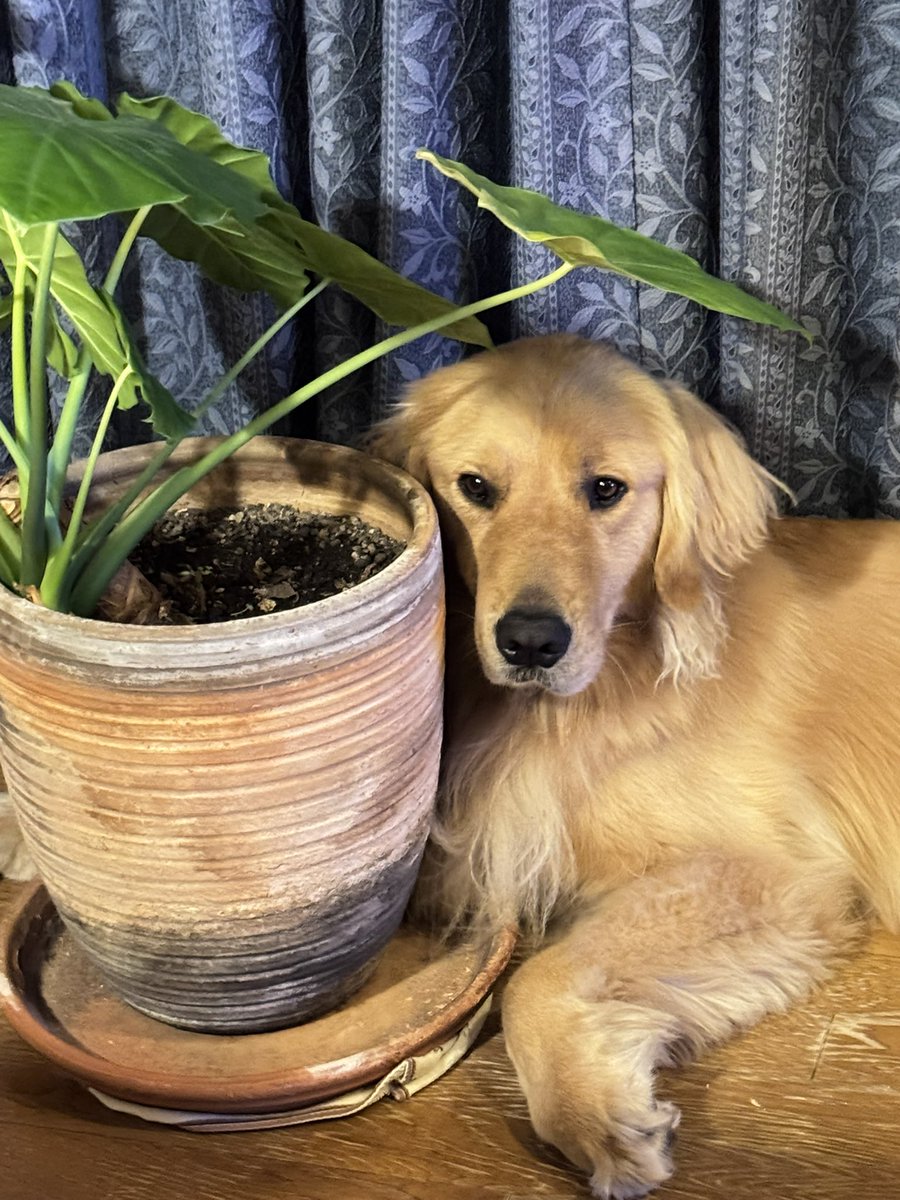 ゴールデンのボンド tweet media