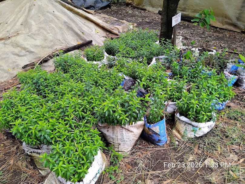 FOMAWA's tweet photo. The rains have arrived .The soil is ready,+ so are we. A full stock of healthy seedlings ready for immediate planting. Don't let this wet season go to waste.  School woodlots Corporate "Acres of Hope"Community restoration.Order your seedlings now: 📞 +254 116 052462 . https://t.co/0YaDjzryJM