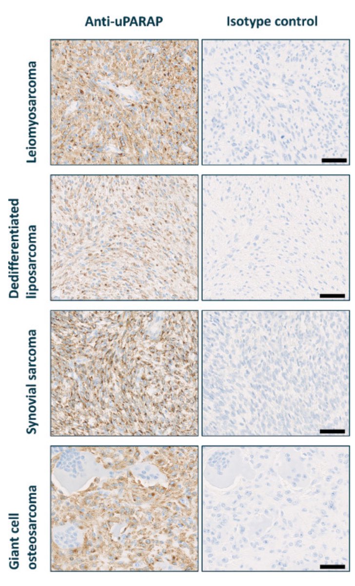 Patrick Schöffski tweet media