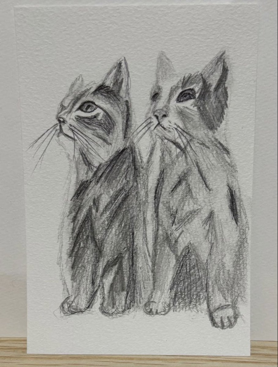 鉛筆画 箱入り猫