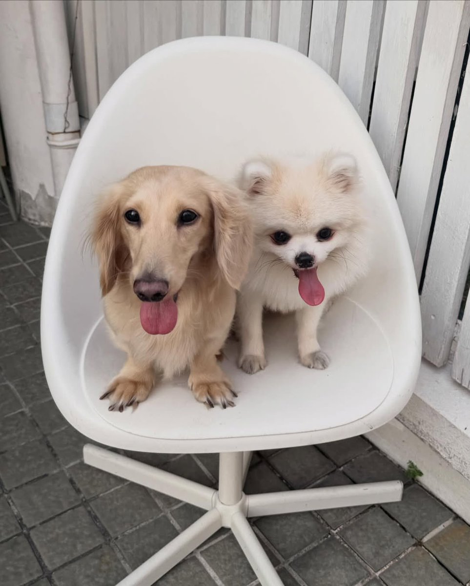 Tiny &amp; Gummy🐶🐶
little puppy stage                        doggy stage