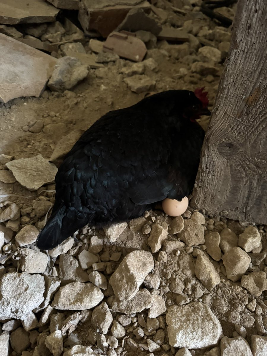 Moustache tweet media