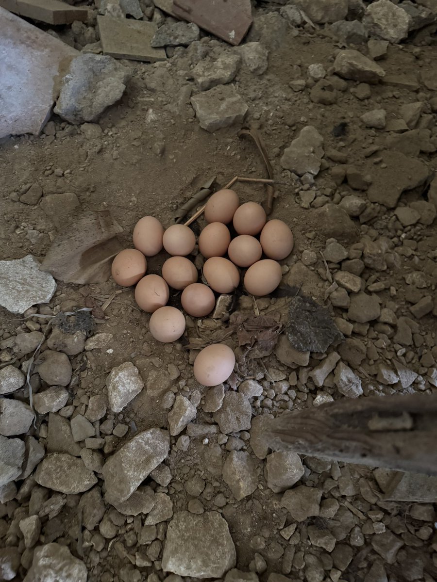 Moustache tweet media