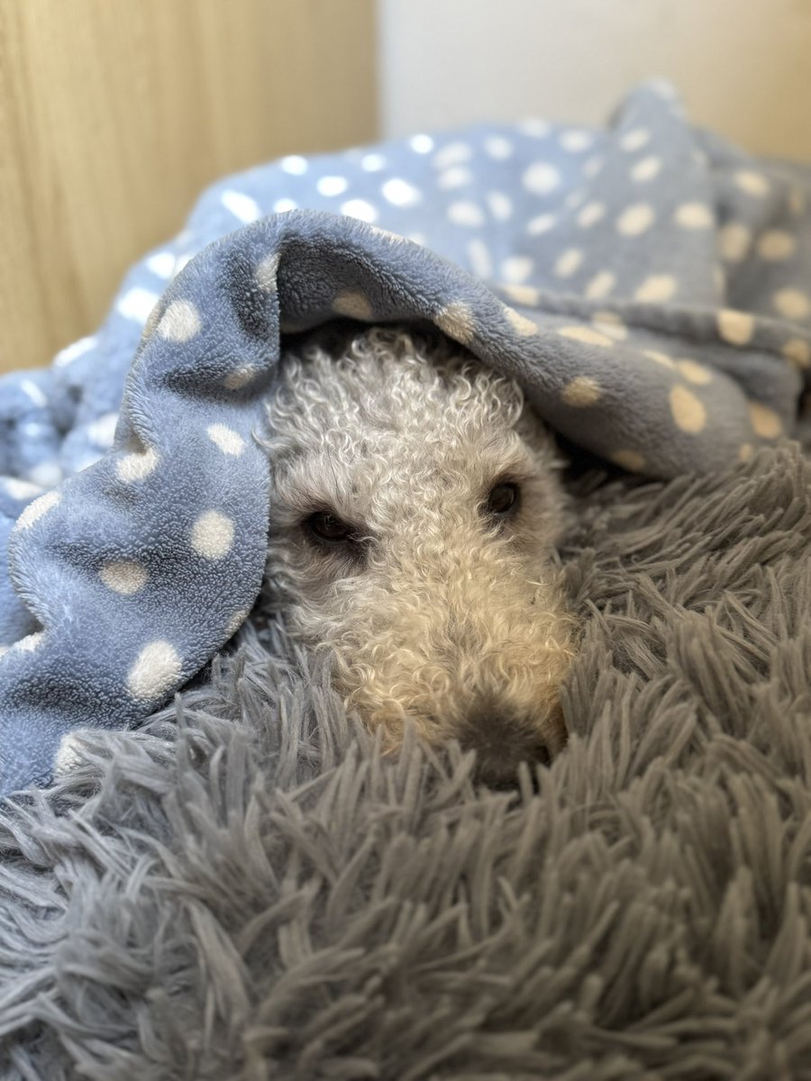 Clementine Serrell tweet media