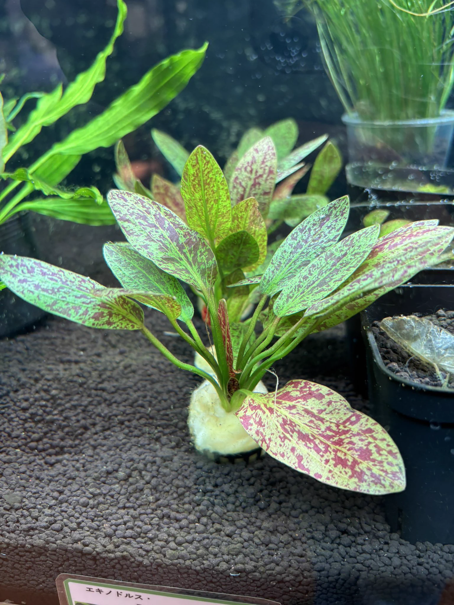 トキワ🌿 on X: 