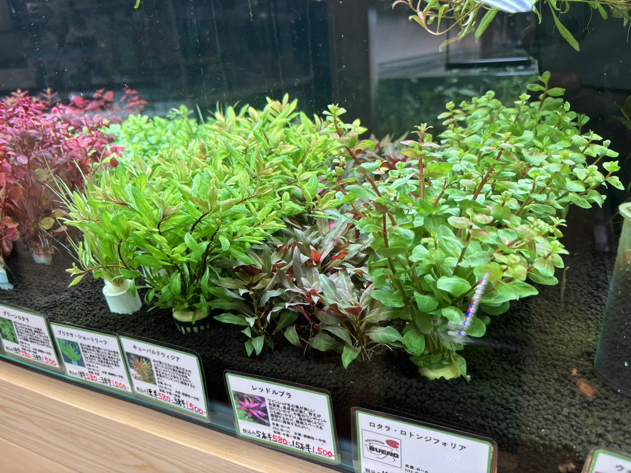 トキワ🌿 on X: 