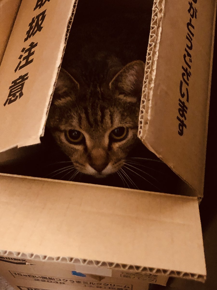 にゃぱねっと♂ (@288os) / Posts / X