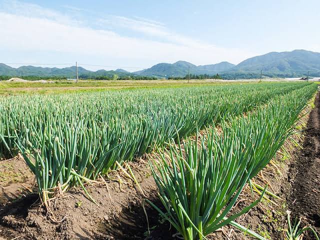 ゆず🍓ྀི🫧ぶちこみ✖︎ tweet media