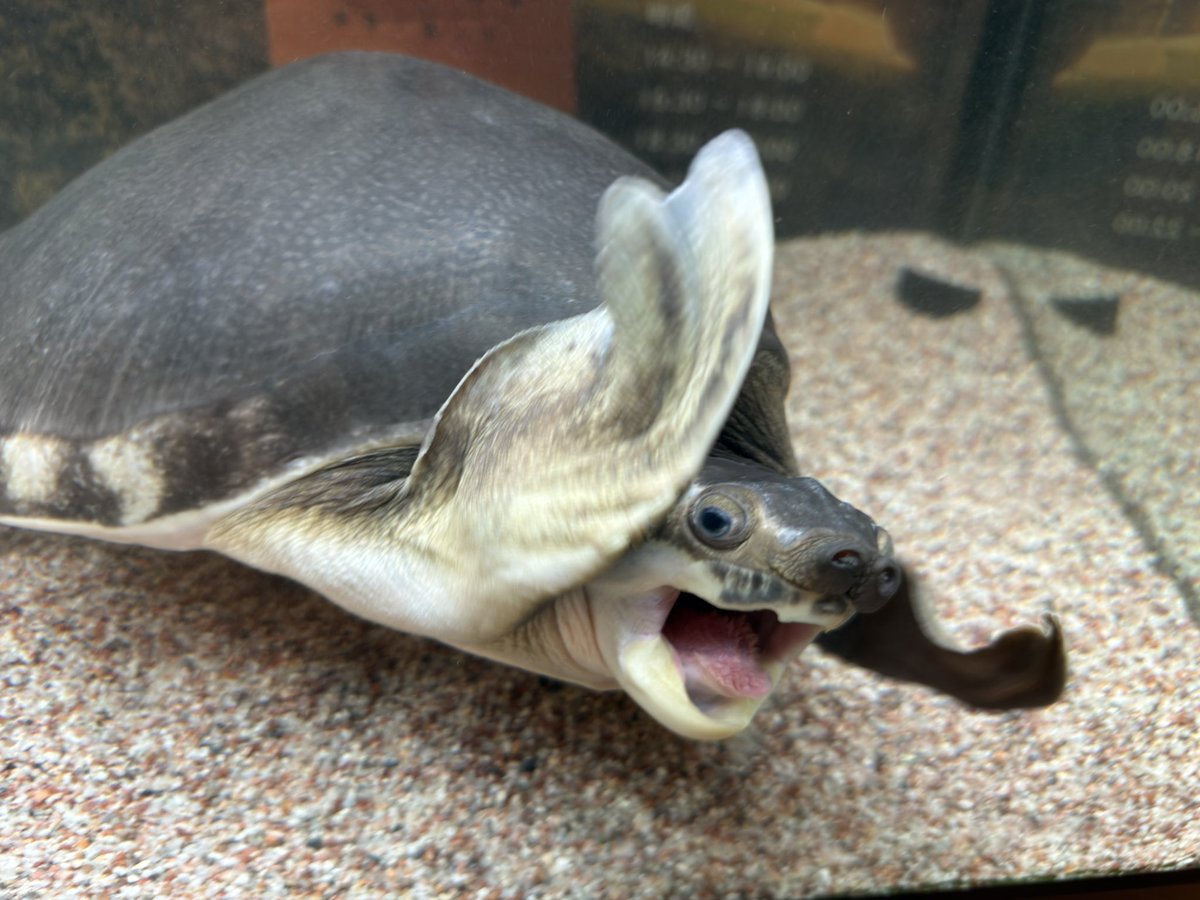 かめきち様からのお花と🎈素敵でした🤭