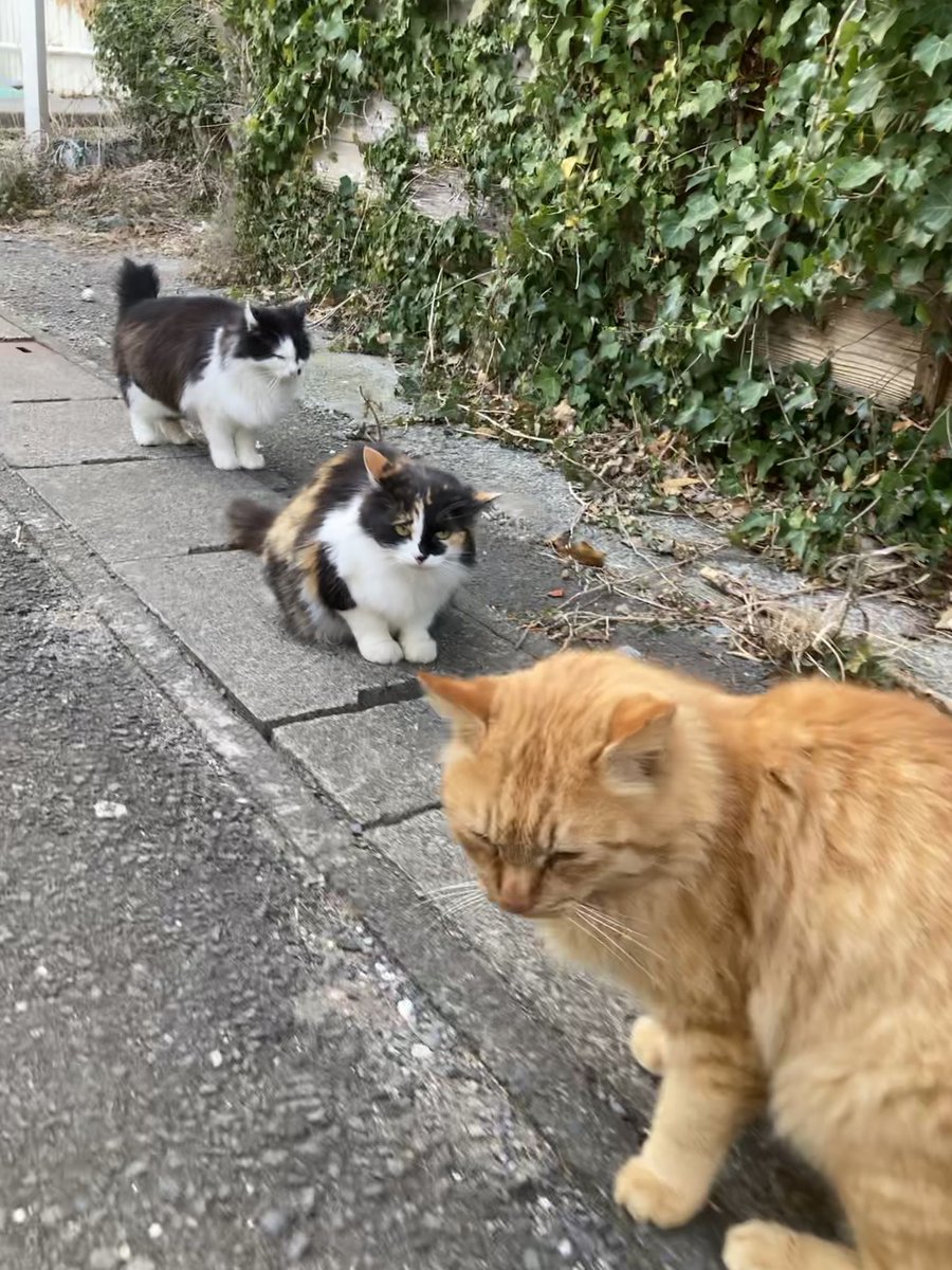 今夕の #仁斗田地区 #ポンプ置場 二代目ちゃめこ、ホクちゃん、バロン