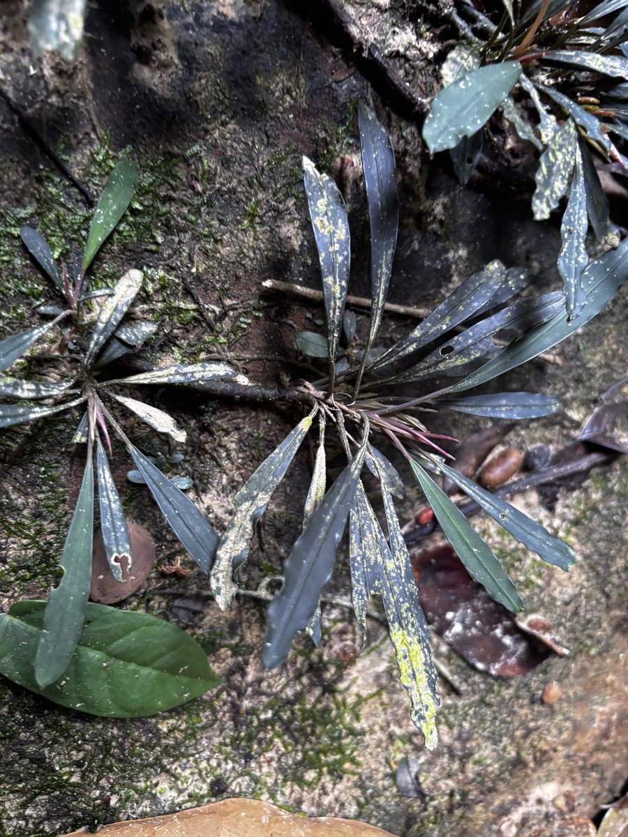 サンガウの滝の下に生えていた細長い雫型の葉を持つブセ。結構でかいの