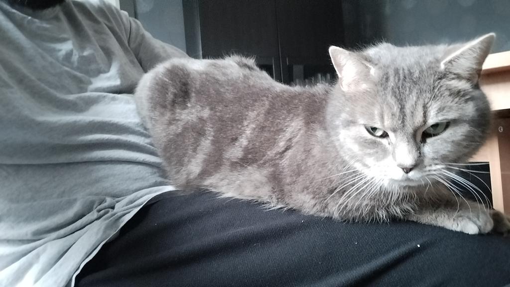 Zerephiehell tweet media