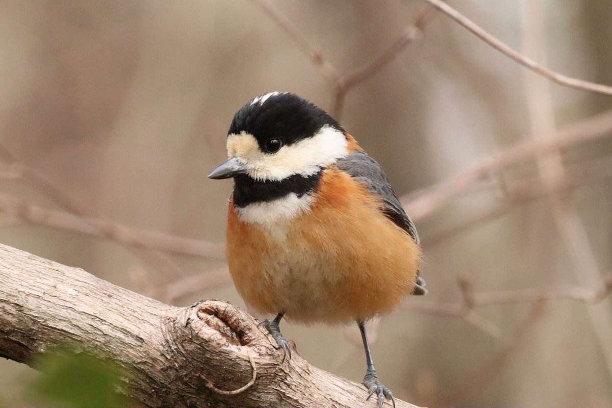 ニーニーニー

#ニーニーの日
#超ニーニーの日