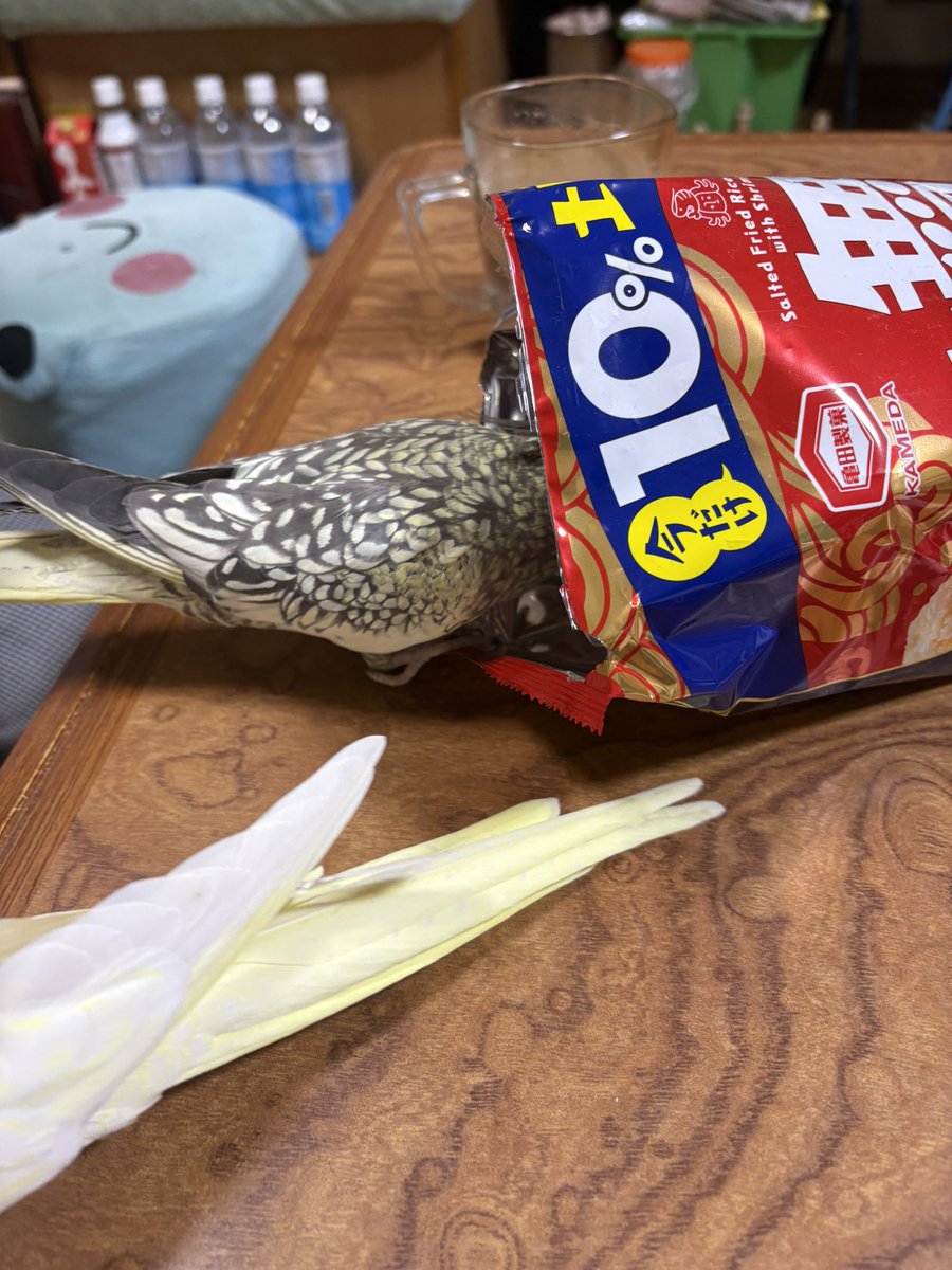 urutorajun's tweet photo. どろぼうオカメ  #オカメインコ  #人の食べるものへの執着  #食べさせちゃダメ https://t.co/lbBm80VB9w