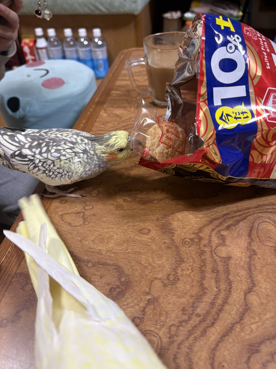 urutorajun's tweet photo. どろぼうオカメ  #オカメインコ  #人の食べるものへの執着  #食べさせちゃダメ https://t.co/lbBm80VB9w