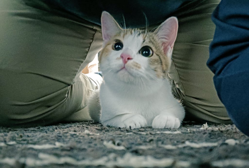 ねこまた (@nabenekoma) / Posts / X