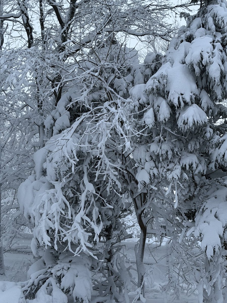 elesaborwick's tweet photo. #blizzard Mount Laurel #NewJersey https://t.co/OvgI3IZ9OQ