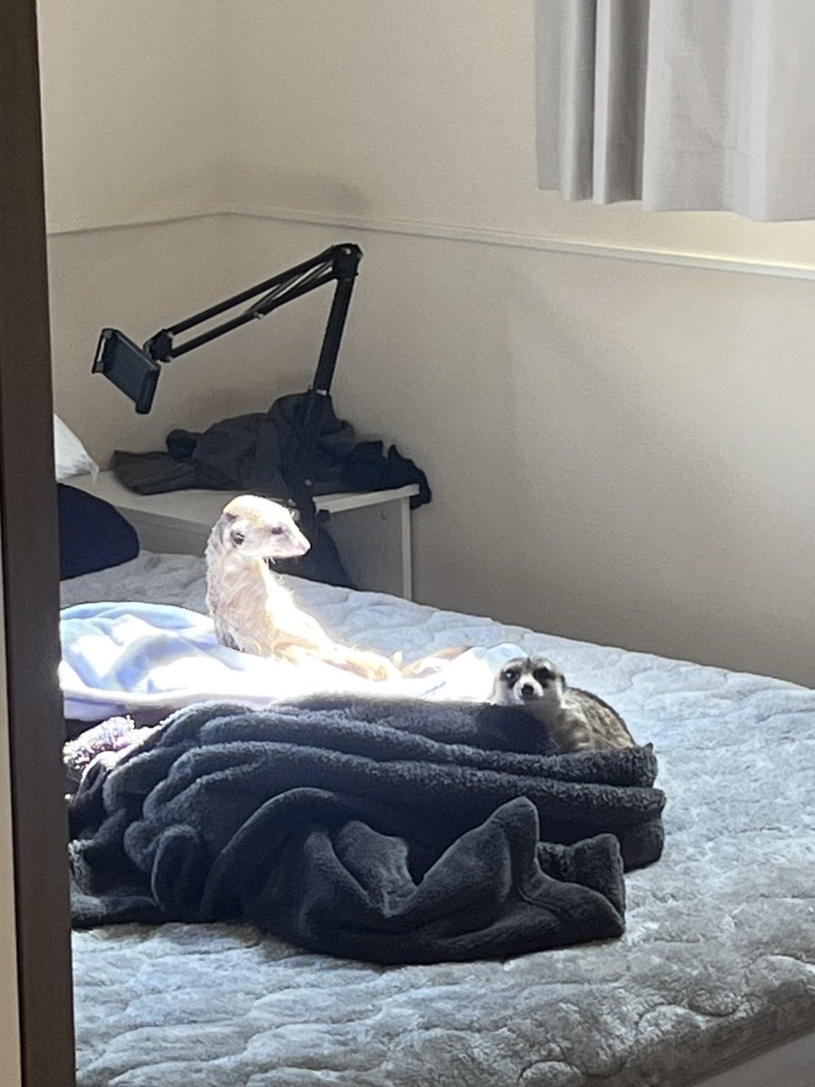 RaMu (@dpandaramu) / Posts / X