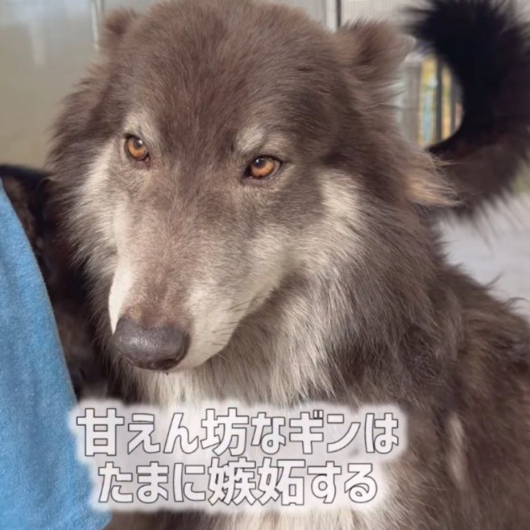 ローズウルフ🌹🐺ウルフドッグ犬舎 tweet media