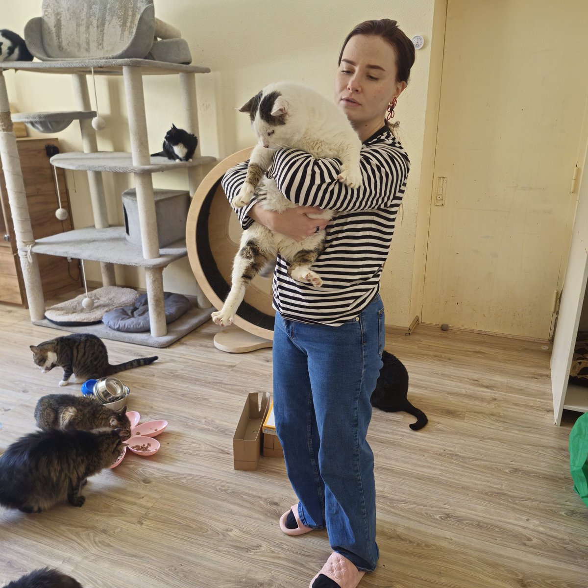 Хто вважає, що ми поганий притулок? Так, поганий. Бо не можемо забезпечити обмеження їжі цьому козаку. Будь ласка, заберіть хтось котичка додому. Він обстежений і в гарній формі здоро'я, хоч і не має зубів. Вік, приблизно, 10 років.