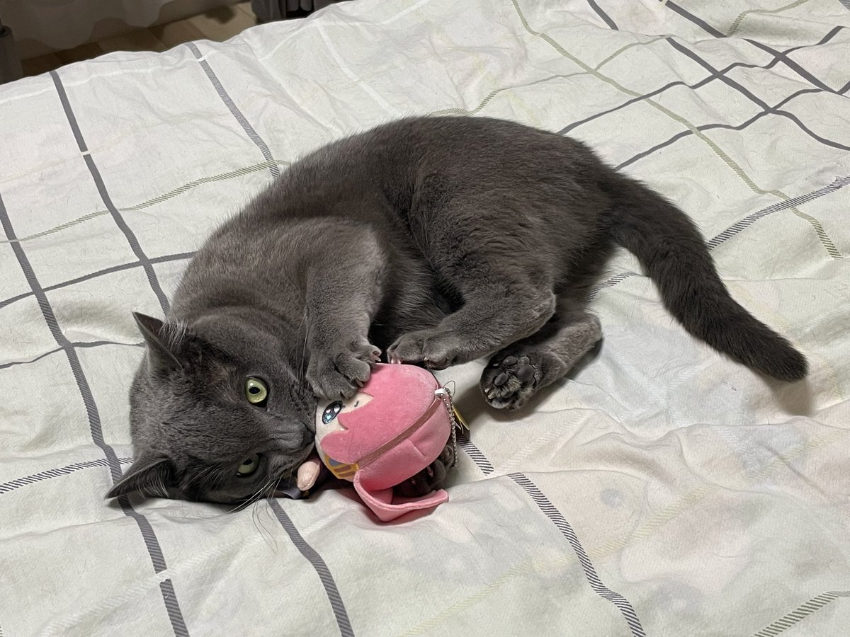 🐟nit🐙 tweet media