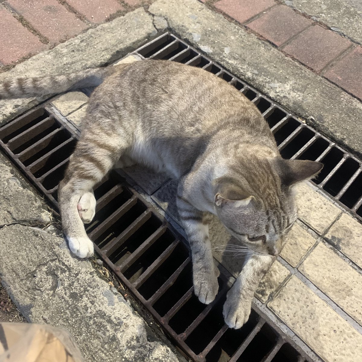 พบแล้วตุวจิงเซเลปแมวสวนลุมนั่งบาร์ แต่วันนี้ชีไม่ดื่มไม่ดริ๊ง งี้แหละดังแล้วก็โดนซาแซงตาม