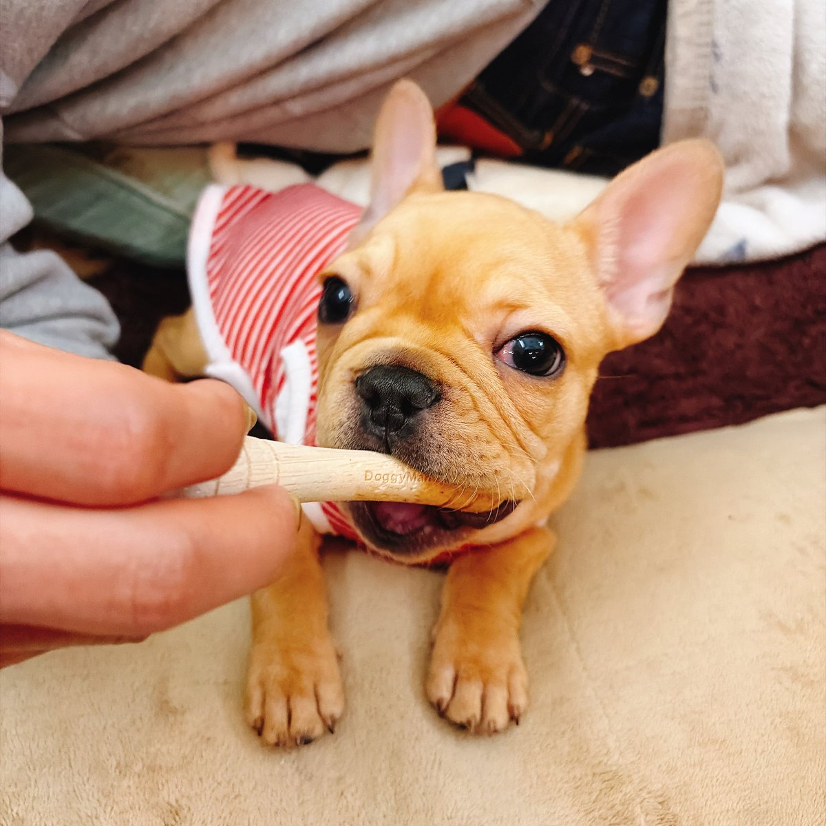 りーすけ tweet media