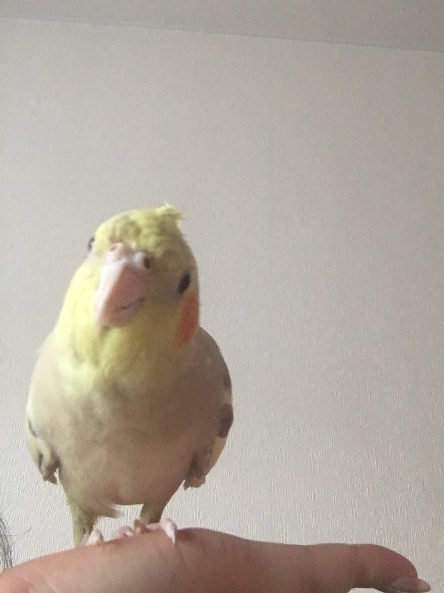 いんこらぶ(あ~ちゃん)🐥🫶💕︎︎ (@azazokame326) / Posts / X