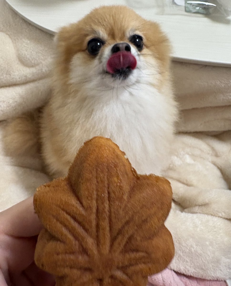 ぽめらにあんのぽんず (@ponzuchan_0901) / Posts / X