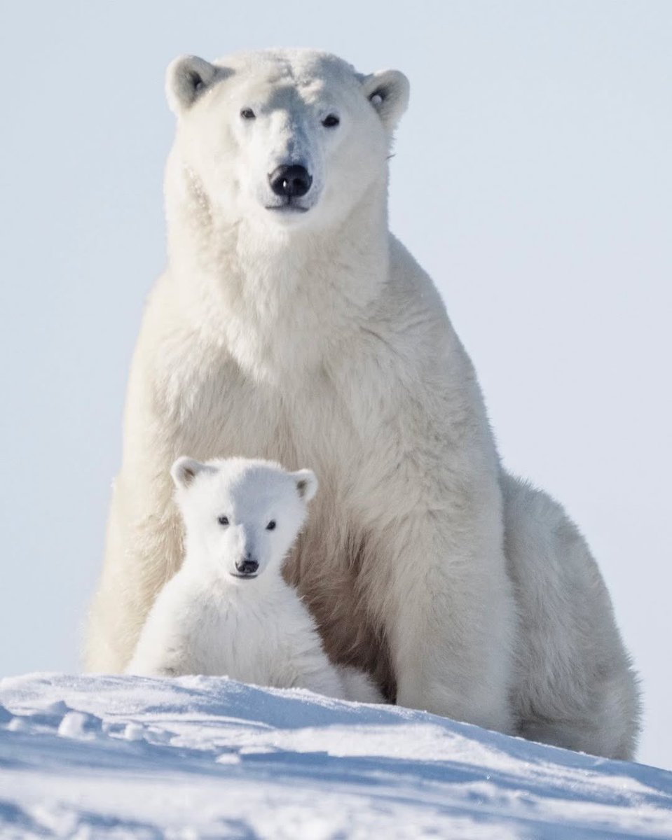 🐻‍❄️🤍🐻‍❄️ྀིྀི