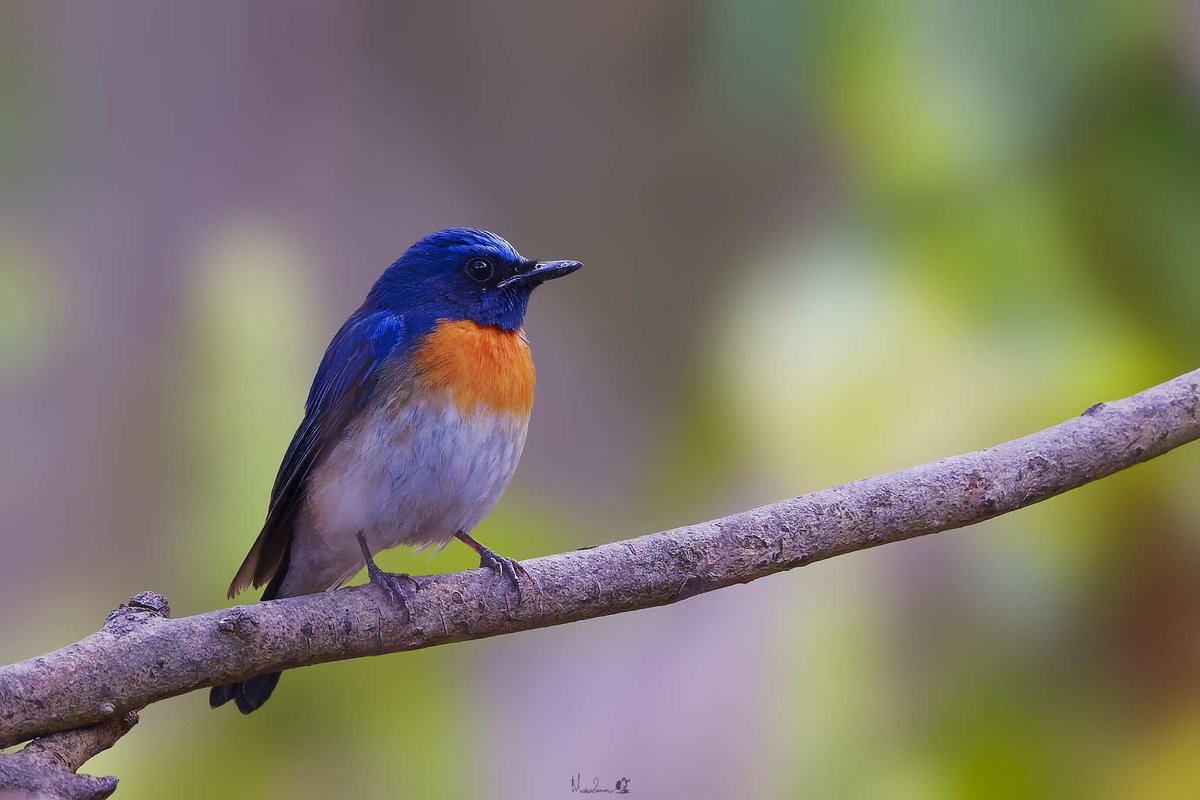 mukesh6022's tweet photo. Blue-throated Blue Flycatcher,
Rajderwa, Hazaribagh Wildlife Sanctuary
21 Feb 2026
#birdsofindia #birdsofjharkhand https://t.co/SKdBGYbDTx