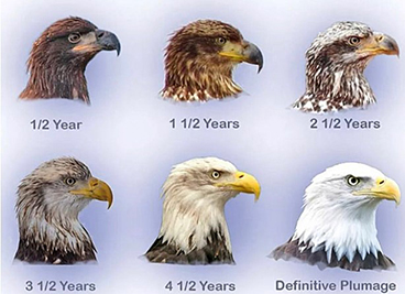 SoCoPoodle's tweet photo. @VoyaWolfProject I agree that it's a young Golden Eagle ... https://t.co/7bgbzHIIMd