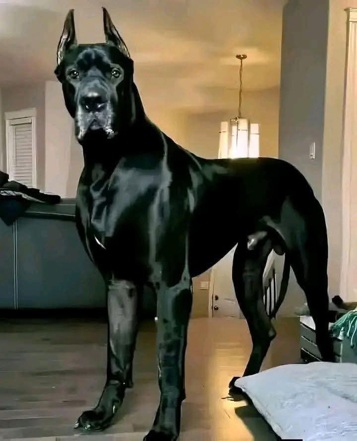 Popularpuppies © tweet media